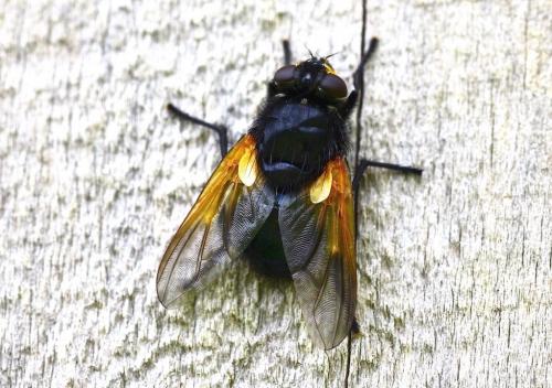 Réf. 195 638 : Mesembrina meridiana